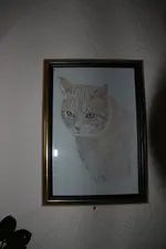 Katzenbilder 0323.webp