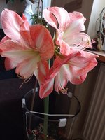 IMG_20231215_101320.jpg