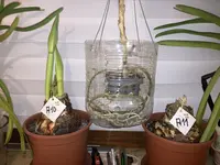 Amaryllis-A-10 & 11_2023-12_02.webp