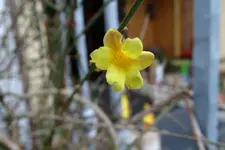 DSC01353.webp