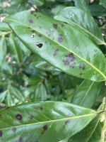 IMG_2598.jpeg