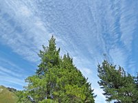 IMG_1841 v (2).JPG