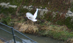 Silberreier 1421.webp