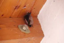 Fledermaus 0123.webp
