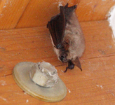 Fledermaus 0423.webp
