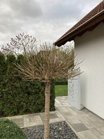 IMG_8975.jpg