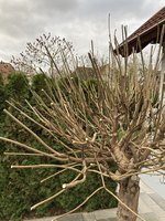 IMG_8976.jpg