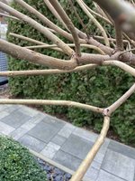 IMG_8977.jpg