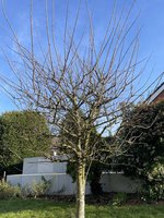 IMG_1309.jpeg
