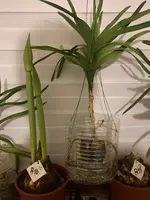 Amaryllis-A-10 & 11_2023-12_03.webp