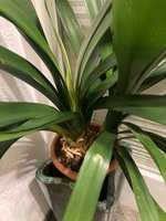 Clivia-C*2023-12-31*03.jpg
