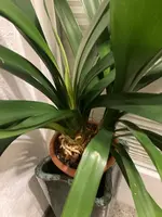 Clivia-C*2023-12-31*03.jpg