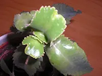CIMG0774.webp