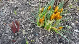 Krokusse.webp
