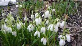 Schneeglöckchen (3).webp
