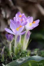 fc_5629.webp