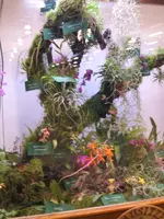 Orchideen DOC09 038.webp
