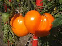 Garten 09.09 059.webp