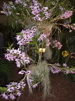 Orchideen 002.webp
