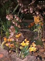Orchideen 041.webp