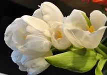 DSC04323.webp