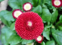 DSC04384.webp