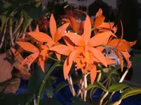 Orchideen 005.webp