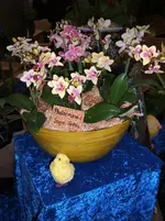Orchideen 014.webp