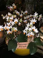 Orchideen 016.webp