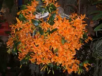 Orchideen 050.webp