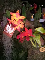 Orchideen 054.webp