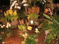 Orchideen 081.webp