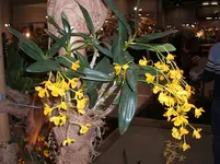 Orchideen 031.webp