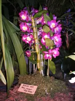 Orchideen 100.webp