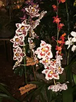 Orchideen 077.webp