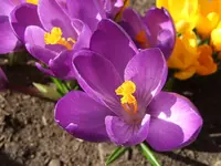 Lila Krokus.webp
