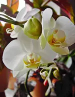 PICT4491.webp