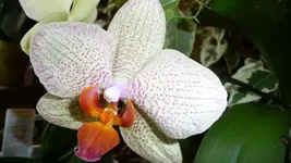 K800_orchis 001.webp