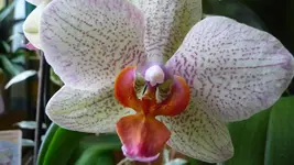 K800_orchis 002.webp