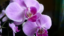 K800_orchis 003.webp