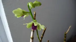 K800_orchis 005.webp