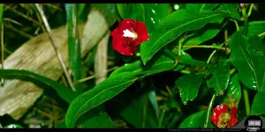 - Online 10.webp