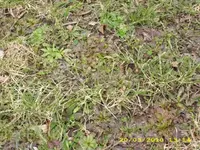 Habichtskrautrasen 2 640 x 480.webp