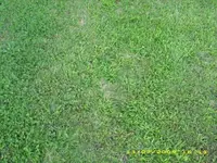 Unkrautrasen 0615.webp