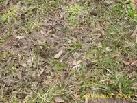 Habichtskrautrasen 1 640 x 480.webp