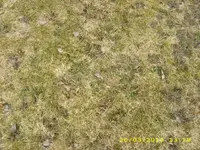 Rasen 2 640x 480.webp