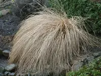Lampenputzer im Hangbeet_klein.webp