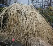 Pampasgras im Hangbeet_klein.webp