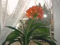 IMAG1440.webp
