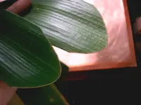 IMAG1444.webp